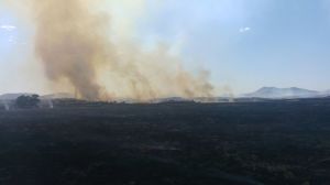 FORESTAL MILPILLAS 4