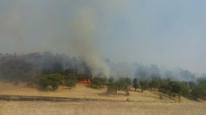 FORESTAL MILPILLAS 5