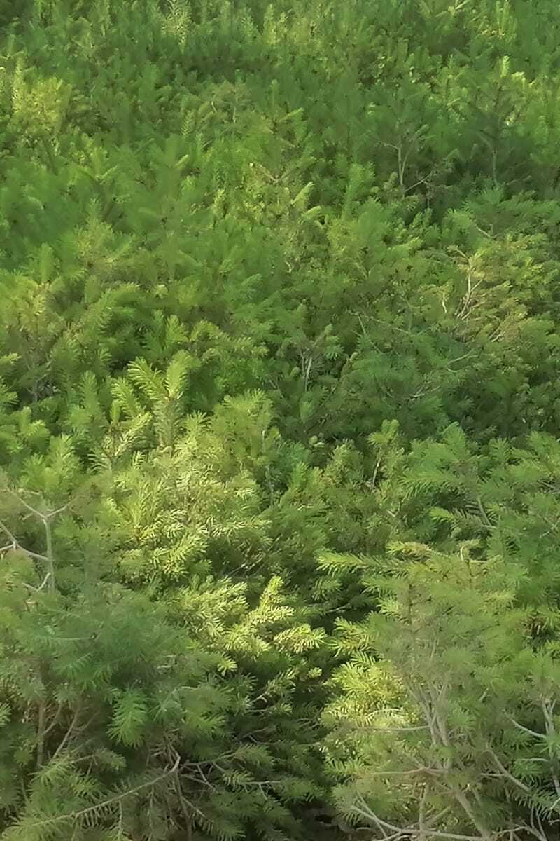 VM 1 Vivero de Cananea