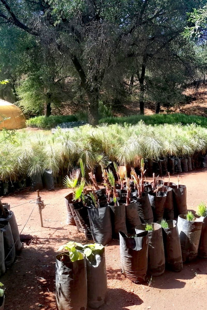 VM 4 Vivero de Cananea