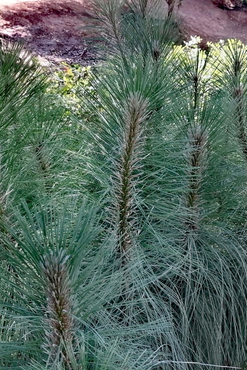 VM 5 Pinos de varias especies