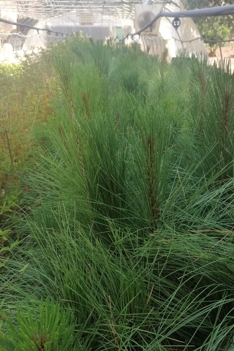 VM 8 Vivero de Cananea