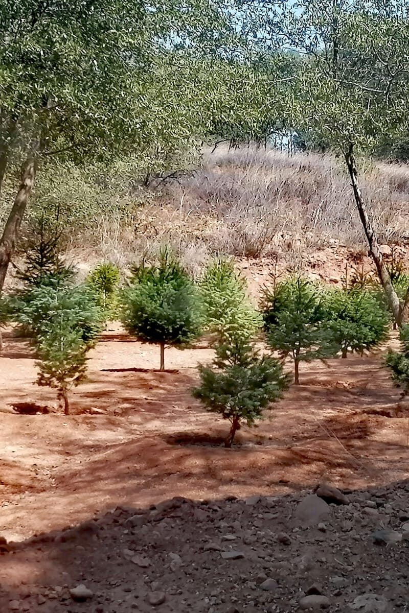 VM3 Variedad de plantas de la región