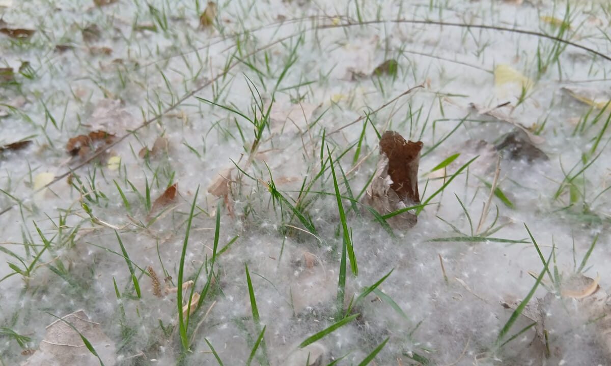 IMG-20260329-WA0052
