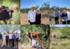 Fortalecen la conservación del bisonte en Sonora