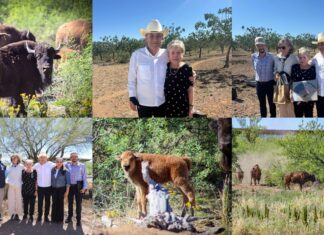 Fortalecen la conservación del bisonte en Sonora