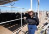 Refuerzan Sonora, México y Estados Unidos acciones para proteger la sanidad ganadera ante el gusano barrenador