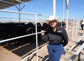Refuerzan Sonora, México y Estados Unidos acciones para proteger la sanidad ganadera ante el gusano barrenador