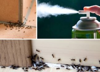 Qué hacer ante plagas de insectos en esta temporada