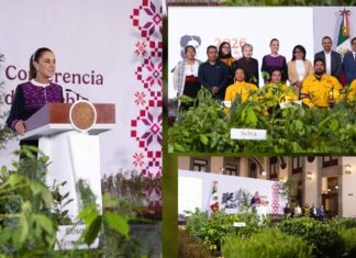 Presidenta Sheinbaum impulsa jornada de reforestación nacional