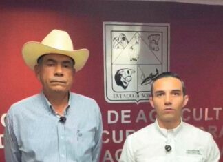 Confirma Sagarhpa primer caso de gusano barrenador en Sonora