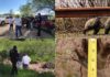 Buscan capturar y reubicar a oso de gran tamaño en Nogales