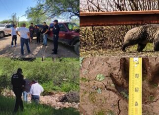Buscan capturar y reubicar a oso de gran tamaño en Nogales